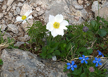 Fr&uuml;hlingsblumen